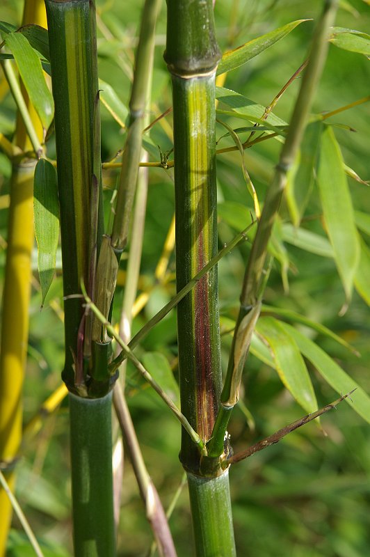 Phyllostachys aureosulcata ABS 5-2012